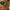 Glitter Dust_4.png